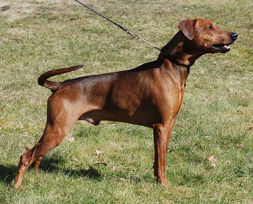 Xitamiz Paroll